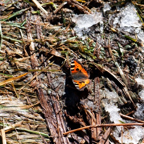 farfalla disgelo 2010 03 05