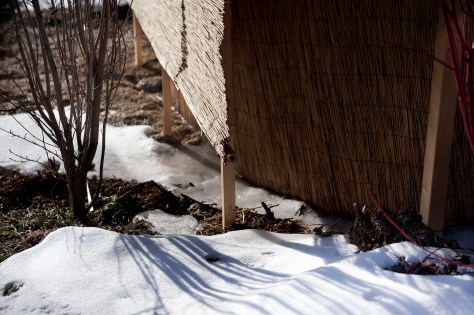 neve e ghiaccio vicino alla copertura delle rose 2011 02 26