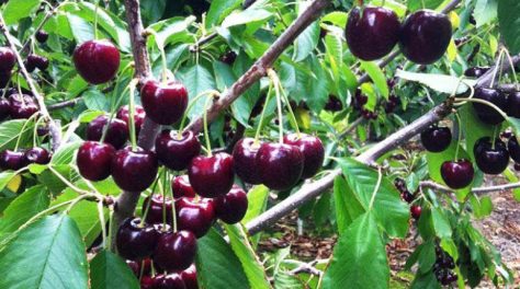 Fonte immagine: sardegnainblog.it